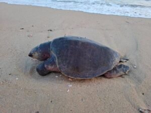 Tortuga marina sin vida localizada en Playa Agua Blanca, Santa María Tonameca, Oaxaca.